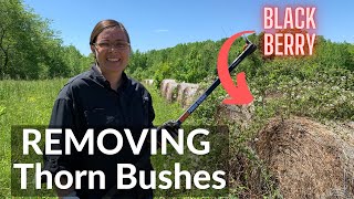 Removing Thorn Bushes AKA Blackberry or BrierBriar Bushes Without Chemicals DeanoFarms Week 0 [upl. by Grove]