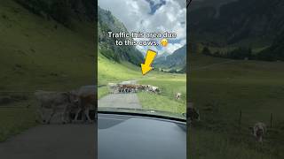 Cows makes traffic this area [upl. by Christiana]