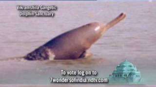 7 Wonders of India Vikramshila Gangetic Dolphin Sanctuary [upl. by Lamp]