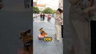 This Dog Wants To Be A Professional Skater 😱 [upl. by Edorej]