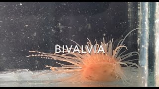 Bivalvia [upl. by Witt162]