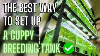 Guppy Fish Care  How To Setup A Simple Guppy Fish Tank [upl. by Stephan]