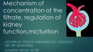 Regulation of kidney functionMechanism of concentration of the filtrateMicturition [upl. by Welcy988]