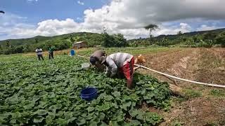 Four Arrested in Sweeping Operation Targeting Stolen CropsOctober 29th 2024 [upl. by Ecirehs]