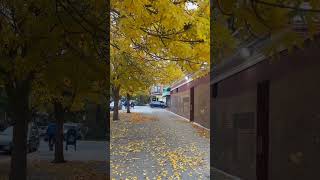 Windy Autumn 🍂 in Windy City windycity autumn fallcolors unitedstates usa [upl. by Hun]