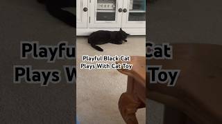 Playful Black Cat 🐈‍⬛ Plays With Cat Toy blackcat shorts [upl. by Elder736]