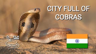 City full of venomous snakes in India Spectacled cobras Russells vipers snake rescues [upl. by Oneil]