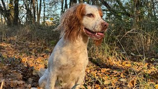 Gundog Training  Twigs First Pheasant Flush [upl. by Petrine]