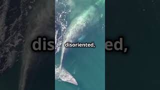 Marine Biologist Spills Top Secret Behind Whale Beachings [upl. by Costanzia]