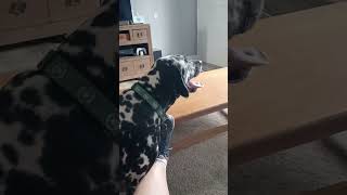 Dalmatian steals toy pawsitiveresultstraining labrador dalmation dogtrainer dogwalker [upl. by Jolie]