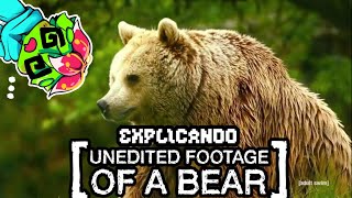 El ARG de Adult Swim sobre un Oso  EXPLICANDO Unedited Footage of a Bear [upl. by Leasa728]