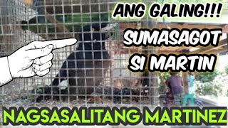 nagsasalitang ibon  ibon na madaldal  ang galing sumasagot [upl. by Elitnahc736]