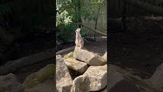 Funny Meerkat meerkat funny animals [upl. by Ledairam255]