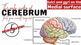 Sulci and gyri on the medial surface  Cerebrum Neuroanatomy  Anatomy [upl. by Nanji]