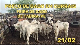 Preço de gado em currais em TabiraPE 210224 [upl. by Thorsten]