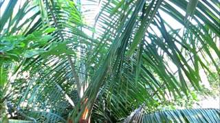 Dypsis leptocheilos with emerging flower [upl. by Bautram]