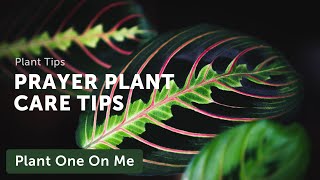 Prayer Plant Marantaceae Care — Ep 031 [upl. by Ibson469]