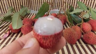 How to Grow Lychee Trees from Seeds [upl. by Orazal615]