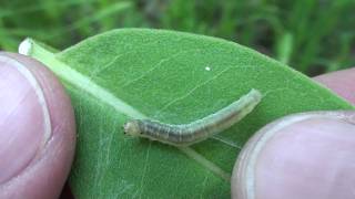 Leafroller Caterpillar Tortricidae [upl. by Duffy]