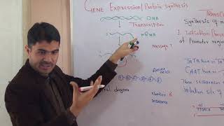 L6 Transcription Gene Expression Protein synthesis part 1 in detail Urdu hindi by Dr Hadi [upl. by Brandy]