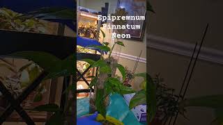 Epipremnum Pinnatum Neon Epipremnum beginnerplants indoorplants houseplant plant [upl. by Burra]