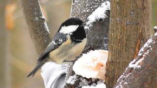 Московка  Periparus ater [upl. by Bray]