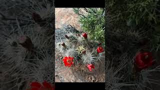 🏜️Cactus🏜️ Echinocereus Triglochidiatus Colorado Mexico [upl. by Enellij826]