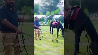 Lunging Triangle key to lunging horse reels how [upl. by Einahpehs]