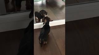 Baby dachshund first time in front of a mirror  Gaston the dachshund [upl. by Dillon]