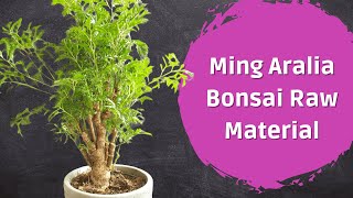 Ming Aralia Bonsai  PreBonsai [upl. by Nahtanohj]