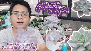 My GRAPTOPETALUM amp Hybrids Collection  15 Types of Resilient Succulents [upl. by June685]