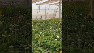 Gerbera Flower Farming  Poly House Polyhouse Gerberaflowers Hyderabad Hyd MarriageDecoration [upl. by Barnebas]