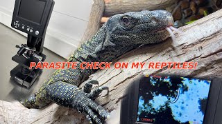 Parasite check on my reptiles [upl. by Novanod]