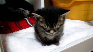 Un chaton lutte pour ne pas sendormir [upl. by Kavita]