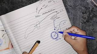 High Density Lipoprotein metabolism lipidmetabolism lipoprotein biochemistry [upl. by Nyrek]