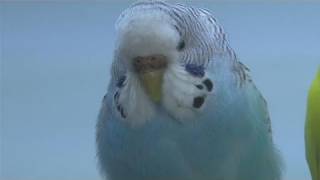 How To Tell The Gender Of Pet Budgies [upl. by Mota]