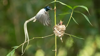 Indian Paradise Flycatcher Feeding Their Chicks।Paradise Flycatcher।Wildlife Photography।flycatcher [upl. by Enomis976]