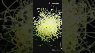 Free Electrons vs Electrons Explained [upl. by Clancy]