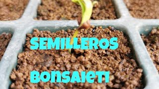 🌱 Semilleros de SCHINUS MOLLE Falso Pimentero [upl. by Alrahs308]