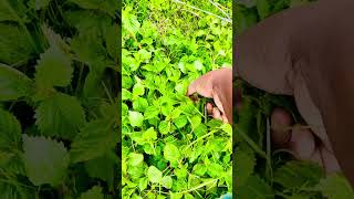 Picking wild stinging nettle for cooking and tea countrylivingstyle stingingnettle [upl. by Smail]