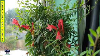 Lipstick Plant  Aeschynanthus Radicans Rasta [upl. by Eserahs]