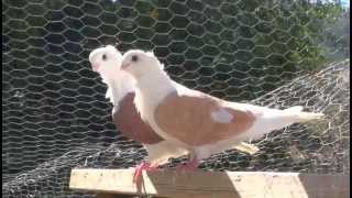 Our Large Outdoor Aviary for Pigeons Quail and a Duck [upl. by Alphonsa]