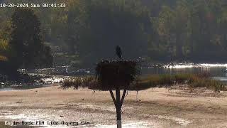 Eagle Dock Live Osprey Cam [upl. by Mary]