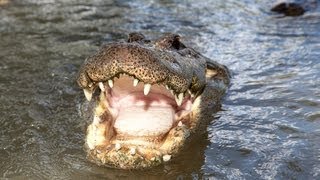 Alligator Captures Python 05  Deadly Animal Attacks [upl. by Darryn]