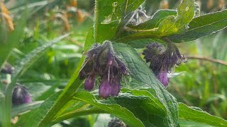 Can we eat comfrey The dangerous pyrrolizidine alkaloids and traditional foods [upl. by Leeke854]