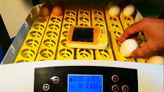 Incubación de huevos de gallina en incubadora automática 1 [upl. by Lisk]