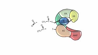 Fatty Acid Synthesis  Fatty acid synthase [upl. by Edaw861]