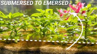 How to Convert Submersed Aquarium Plants to Emersed Growth [upl. by Milburt95]