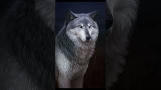 Why Do I Like Wolf  Perfect Facts  wolf amazingfacts factsinhindi knowledge animals [upl. by Edyaw147]