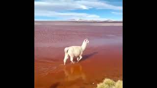 An adorable alpaca walks near the Colorado Lagoon in Bolivia shorts [upl. by Yenahs]